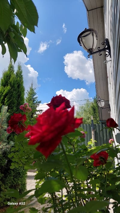 A low-angle outdoor shot captures a vibrant garden scene with a focus on blooming red roses. The foreground is dominated by lush green foliage and the blurred forms of several red roses, with one particularly prominent bloom in sharp focus. In the mid-ground, more red roses and some smaller pink flowers are visible, interspersed with dense green bushes and the top of a dark green fence. To the left, a tall, slender evergreen tree stands prominently. Behind the garden, the sky is a bright blue, dotted with fluffy white clouds. A light-colored house with white siding is visible on the right, featuring two outdoor lamps mounted on the wall. A green corrugated metal fence runs across the mid-ground, separating the garden from what appears to be a pathway. The scene is likely a residential yard in Zhavoronki, Russia, given the architectural style and vegetation. There are no people visible in the image, and the focus is entirely on the natural elements and the surrounding structures.