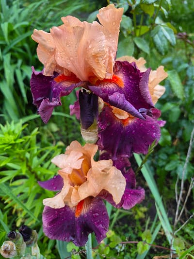 The image presents a close-up view of two bicolored Iris flowers, located in Hlevakha, Ukraine. The upper flower, partially obscured at the top, features light peach-orange standards and deep purple falls, both surfaces covered in numerous small water droplets. An orange-red beard is visible at the throat of this flower. Directly below and slightly to the right, a second Iris flower displays identical peach-orange standards and deep purple falls, also textured with water droplets and an orange center. The flowers are supported by a visible green-purple stem. The background consists of out-of-focus green foliage, comprising various shades of leaves and grasses, suggesting an outdoor garden or natural setting. No individuals or artificial structures are present in the frame.