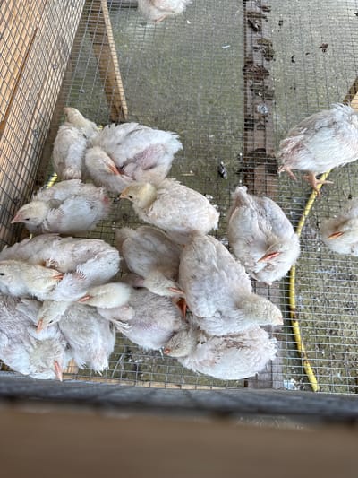A top-down, medium-angle shot shows a group of fluffy, white chickens inside a wire cage. The cage is situated on a surface consisting of gray metal grating in one section and a wooden slat structure in another. A yellow hose is visible within the cage. The location is Lipnitsa, Bulgaria. No people are visible in the frame. The chickens are clustered together, some pecking at the ground, within the confined space of the cage.