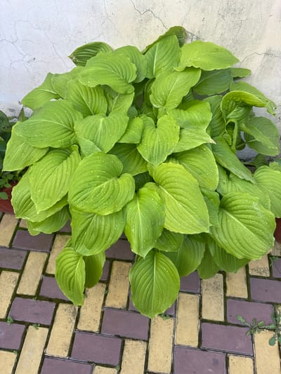 A vibrant green hosta plant, with large, heart-shaped leaves speckled with water droplets, sits next to a textured, off-white wall. The plant is positioned on a patterned walkway made of rectangular bricks in alternating shades of yellow and dark purple. The walkway shows some signs of wear, with small weeds growing in the gaps between the bricks. The scene appears to be outdoors, likely in a garden or courtyard setting in the city of Kamennomostsky, Russia. There are no people visible in the image.