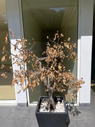 A dead bonsai tree sits in a square, dark-colored pot filled with white stones. The tree, with dry, brown leaves, is positioned on a gray tiled surface, next to a large window with a white frame. The glass reflects light and shadows. The scene is brightly lit, with sharp shadows cast by the tree on the wall.
