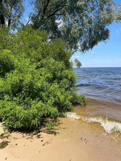 The image depicts a serene natural scene at the edge of a body of water, likely a river or lake, in Lyutizh, Ukraine. Lush green foliage from trees and bushes dominates the foreground, with a large, leafy green bush taking center stage. To the left, the silvery-green leaves of a tall tree with a visible trunk are interspersed with the bright blue sky dotted with a few wispy white clouds, suggesting a clear and pleasant day.

The water's surface is textured with gentle ripples, reflecting the sunlight and creating a shimmering effect. A small wave is breaking at the shore, a foamy white line against the muted brown and yellow tones of the sand. The shallow water near the bank is translucent, allowing a view of the sandy bottom and small pieces of seaweed or debris scattered across it. Shadows from the vegetation cast interesting patterns on the sand.

The scene conveys a sense of tranquility and natural beauty. The lighting suggests it is daytime, likely midday or afternoon, given the brightness and the distinct shadows. There is no visible text or human activity in the image, focusing entirely on the undisturbed landscape. The overall impression is one of a peaceful natural environment, possibly a quiet spot for relaxation by the water.