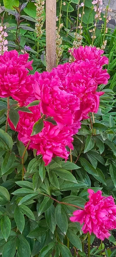 The image depicts a close-up view of several vibrant fuchsia-colored peonies in bloom, surrounded by lush green foliage. The peonies are the primary focus, with their densely packed, ruffled petals creating a rich texture. In the background, there is a rough, light-colored wooden post, likely a garden stake or support, and hints of other plants with lighter, spiky flowers and green leaves. The lighting suggests an outdoor setting, possibly a garden, on a day with diffused sunlight. There are no people or animals visible in the frame. The image is a naturalistic depiction of a garden scene.