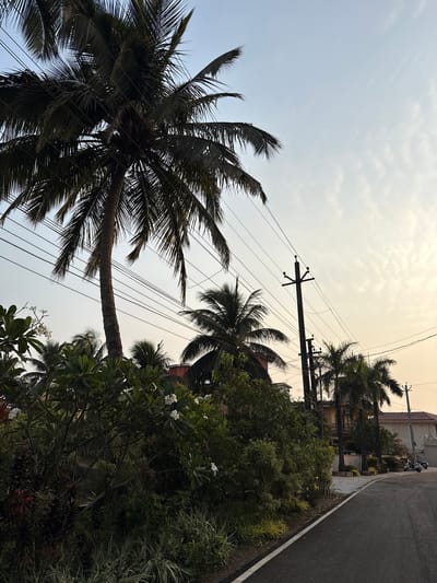 The image shows a street scene in Marra, India. In the foreground, a tall coconut palm tree leans into the frame from the left. Overhead power lines crisscross the sky. To the right, dense foliage obscures most of the buildings, but part of a house is visible with a motorbike parked outside. A paved road borders the foliage with a white line marking the edge. The sky is light and overcast.