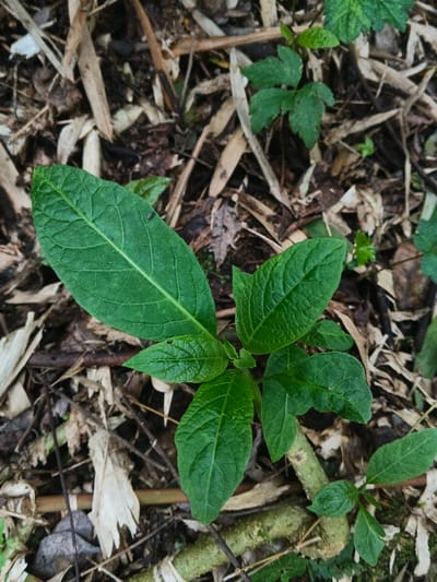 This close-up image presents a vibrant green plant thriving on a forest floor, set in Doongdoongnyelsa Norbooding, Bhutan. The primary subject is a central plant featuring several rich green leaves, characterized by a distinct, raised venation that gives them a textured, somewhat puckered surface. The largest leaf, prominently displayed towards the upper left, is an elongated oval shape with a clear central vein. A tiny, dark-colored insect, barely visible, rests on the surface of this large leaf.

The main plant is surrounded by smaller green leaves, some originating from its own stem and others belonging to different, less distinct plants in the immediate foreground and background. The ground beneath and around these plants is densely covered with natural debris. This includes numerous dry, light brown, elongated pieces of leaf litter, resembling fallen bamboo leaves or similar plant material. Darker soil patches, small twigs, and portions of a thicker, moss-covered stem or branch are also visible, adding to the rich organic composition of the forest floor.

The lighting appears soft and diffused, suggesting an overcast day or a well-shaded environment within the forest, as evidenced by the absence of harsh shadows. The scene conveys a sense of untouched nature and the intricate details of woodland undergrowth. There are no people, explicit activities, or visible text present in the image.