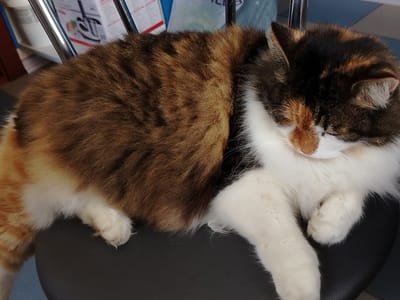 This media file shows a calico cat sleeping on a dark chair. The cat is lying on its side, with its head resting on its paws. Its fur is a mix of white, orange, and black. The cat's eyes are closed, and it appears to be deeply asleep.
In the background, there are some shelves with boxes and what looks like a kitchen appliance. The setting appears to be indoors, possibly in a home or a store. The lighting is soft, suggesting it might be daytime, but the exact time of day is not discernible. There are no people visible in the image. The overall mood is one of peacefulness and relaxation, conveyed by the sleeping cat.
The visible text on the boxes in the background is difficult to read due to its distance and blurriness, but it appears to be in a Latin-based alphabet. Without clearer text, it is impossible to determine the specific product or brand. The location context of Rudzensk, Belarus, provides a geographical clue but does not offer specific visual details about the scene itself.