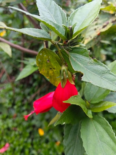 The image displays a close-up, vertical composition of a plant branch with foliage and flowers, situated in Moe Gyoe, Myanmar. The primary subjects are two vibrant red, downward-pointing flowers, each appearing tubular or bell-shaped. The flower on the left exhibits a slender, red pistil extending from its center. Numerous green leaves with visible venation surround the flowers, some exhibiting minor damage such as small holes and irregular edges. Several tightly closed green flower buds are also present on the branch. The background consists of heavily blurred green foliage, suggesting an outdoor natural environment. No people, objects other than the plant, or specific actions/interactions are depicted.