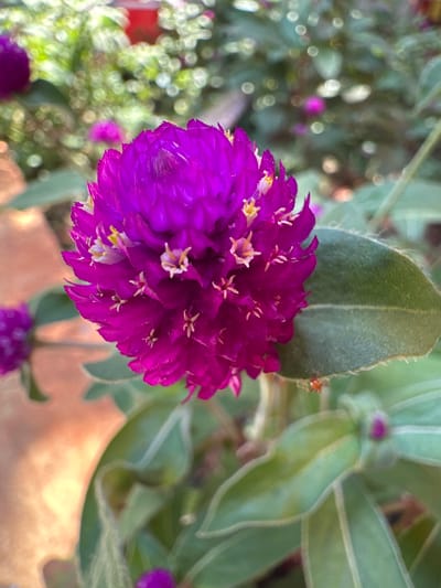 A close-up, macro shot captures a vibrant, deep magenta gomphrena flower in sharp focus. The flower is spherical, composed of tightly packed, layered petals that create a textured, almost spiky appearance. Small, delicate yellow stamens are visible peeking out from the center of the bloom. To the right of the main flower, a fuzzy green leaf with prominent veins curves into the frame. In the background, the scene is softly blurred, with bokeh effects suggesting other flowers and foliage. The out-of-focus elements include hints of other magenta blooms, green leaves, and a warm, earthy orange tone, possibly from soil or a terracotta pot. There is no discernible location in Ia Hru, Vietnam, indicated within the image. The image is a still life of a flower.