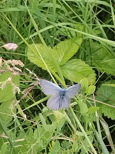 This media file shows a close-up, vertical shot of a small, blue butterfly with its wings spread open, perched on a stem surrounded by lush green grass and leaves. The butterfly's wings are a pale blue with subtle darker veins. Its body is slender and dark. The surrounding vegetation is a mix of tall grass blades and broader leaves, some of which appear to be from a strawberry plant, suggesting a natural, outdoor setting. The lighting appears to be natural daylight, possibly morning or late afternoon, with soft shadows indicating a moderately sunny day. The overall scene evokes a sense of tranquility and the delicate beauty of nature. There is no visible text in the image. The location context provided is Chebarkul', Russia.
