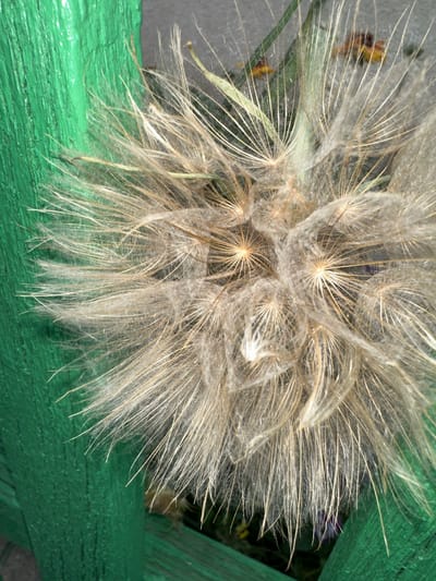 A close-up, vertically oriented photograph shows a dried seed head of a plant, likely a salsify or dandelion, with its feathery pappus strands illuminated. The seed head is positioned against a textured, bright green wooden surface on the left side of the frame. The background is out of focus, showing hints of natural elements and possibly a darker, blurred surface. The seed head is the primary subject, displaying a radial pattern of elongated, pale brown and white fibers, each ending in a parachute-like structure. Some of these structures appear to have small, dark seed remnants at their base. The lighting highlights the delicate nature of the pappus, casting subtle shadows and emphasizing the fine details of the fibers. The overall impression is one of natural decomposition and dispersal.