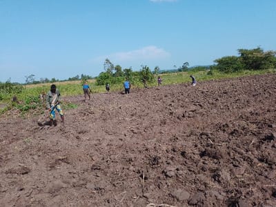 A group of people work in a freshly plowed field under a clear blue sky. Most of them are spread out across the field, digging with tools. The soil is a rich, dark brown color. Some green vegetation and trees are visible in the background, along with gently rolling hills. The land appears rural and agricultural.