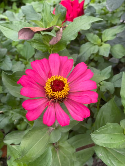 This is a close-up, vertical, eye-level shot of a bright pink zinnia flower in bloom. The flower is centered in the frame, with its vibrant petals fanning out. The center of the flower is a cluster of small yellow and red florets. The background consists of lush green leaves, with a few brown, dried leaves scattered among them. A hint of another pink flower can be seen in the upper right corner, out of focus. The image appears to be taken outdoors, possibly in a garden. There is no visible indication of the city of Кызыл-Тоо, Kyrgyzstan in the image itself.
