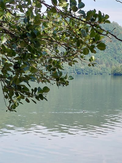 An overhanging tree branch with green leaves partially obscures the upper left portion of the frame, casting a shadow on the calm, pale green water of Lake Levico in Levico Terme, Italy. The lake reflects the lush green, tree-covered hillside in the background. A single, small bird with a dark body and a white head is swimming in the middle of the lake, creating a ripple effect on the water's surface. The sky is a clear, pale blue.