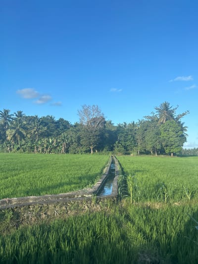A wide shot captures a vibrant green rice paddy field under a bright blue sky with scattered white clouds. A narrow, man-made irrigation canal, lined with stone, runs diagonally from the foreground towards the center of the frame, filled with clear water. Lush green foliage, consisting of palm trees and other dense vegetation, forms a natural border at the far end of the field. The scene is peaceful and idyllic, showcasing the natural beauty of a rural landscape in Lonrong, Indonesia.