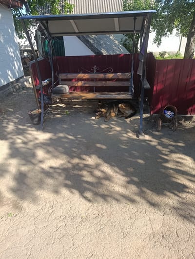 In the city of Dmytrushky, Ukraine, a German Shepherd dog rests under a metal-framed porch swing with a wooden seat. The swing is situated on a dirt ground with dappled sunlight filtering through the overhead trees. To the left of the swing, a black bucket filled with what appears to be fruit sits on the ground. To the right, a decorative, wheeled metal planter holds various items. A dark red fence runs along the background, partially obscured by the swing and trees. The scene suggests a casual, outdoor setting, possibly a backyard or garden area.