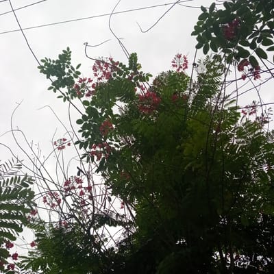 A low-angle, full shot captures an overcast sky above trees with vibrant green leaves and clusters of small, red flowers. The foliage is dense, with some branches reaching out and intertwining. Wires, likely for electricity or telecommunications, are visible in the sky, strung horizontally above the trees. The overall scene suggests an outdoor environment in a city like El Limón, Venezuela, where trees and urban infrastructure coexist. No people or animals are present in the image.