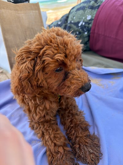 A small, reddish-brown poodle lies on a purple towel at the beach in Πόρτες, Greece. The dog's fur is curly and slightly sandy, with sand also visible on its nose and paws. It is looking to the right with its head slightly tilted. Behind the dog, there is a tan bag and a hint of the sea and sky. The overall scene suggests a relaxed day at the beach.