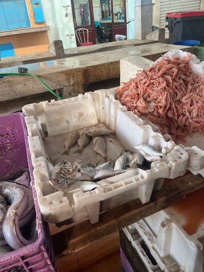 The image displays an indoor fish market scene located in Ksar-el-Kebir, Morocco. In the foreground and midground, various seafood items are arranged in plastic crates on market stalls. A central white plastic crate contains an assortment of whole fish, including several small, silvery fish with prominent eyes and gills, and a group of smaller, pale greyish-brown fish. To the immediate left, a purple plastic crate holds larger, elongated, smooth-skinned fish. To the right, a substantial pile of small, pinkish-orange shrimp is displayed on a white cloth resting on a concrete slab. Below the primary display, wooden planks form part of the market stand structure, and a partially visible white plastic crate in the lower right contains a reddish liquid.

The background consists of wet, grey concrete slabs functioning as market counters. A green hose is coiled on one of these slabs in the mid-left. Further back, an open doorway leads to an adjacent establishment, revealing a white chair with a red seat cushion and hanging textiles. A person wearing a light blue head covering is partially visible within this background space. To the far left, an exterior wall with light orange tiles and a blue-shuttered window is visible. To the far right, a dark container with a red lid is present. The environment appears functional and utilized for commercial seafood sales.