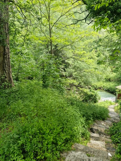 A downward shot of a densely vegetated area in Krichim, Bulgaria. The location appears to be a hillside or bank, with foliage covering most of the scene. A small stream of water is visible in the top right corner of the frame. Steps can be seen in the top right corner leading down the bank. A tree trunk is in the foreground.