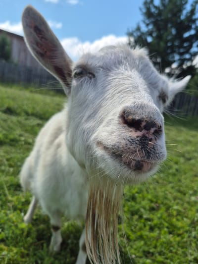A close-up, low-angle shot shows a white goat's face, with its snout and beard prominent. The goat's right ear is large and pointed upwards, while its left ear is partially visible and angled backwards. The goat has a shaggy mane and short, wiry whiskers. Its nose is dark and speckled. The background is a blurred green field under a bright blue sky with some white clouds. A blurry green tree is visible in the upper right corner, and a wooden structure and fence are faintly visible in the background to the left. The setting appears to be a rural or agricultural area, possibly on the outskirts of Сарс, Russia.