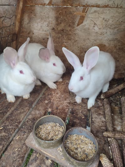 Three white rabbits with pink eyes are inside a wooden enclosure, which appears to be a hutch or small pen. The enclosure has a rough wooden floor and walls made of plywood. In the foreground, there are two metal bowls filled with what looks like grains or seeds. To the right of the rabbits, there are several dried corn cobs. The lighting suggests it is daytime, and the overall scene depicts a rural setting, consistent with a farm or homestead in Velykyi Zhytyn, Ukraine.