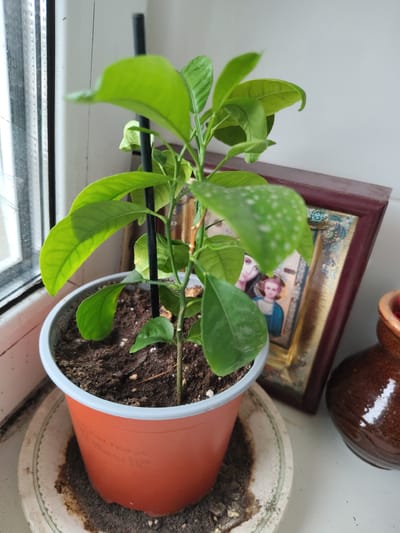 The image depicts a small potted plant, likely a citrus sapling, positioned on a windowsill in Okhtyrka, Ukraine. The plant has several bright green leaves and is supported by a thin black stake. It is housed in an orange plastic pot with a light gray rim, which rests on a decorative saucer. Behind the plant, a framed picture containing religious iconography of a woman and child is visible. To the right of the framed picture, a portion of a glossy brown ceramic vase is present. The window, with its vertical blinds, is slightly dusty, suggesting an indoor environment. The overall scene conveys a sense of domesticity and care for the plant.