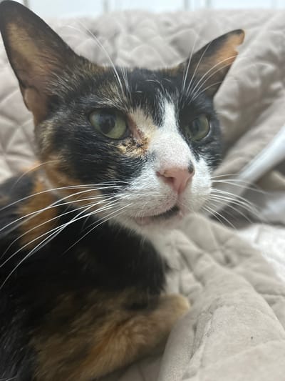 The image is a close-up, top-down shot of a tortoiseshell cat lying on a light-colored, quilted surface. The cat's head is tilted, and it is looking directly at the camera with green eyes. Its fur is a mix of black, orange, and white, with distinctive patches. Prominent white whiskers fan out from its nose and cheeks. The cat's nose is pink. The background is soft and out of focus, suggesting a comfortable, indoor setting. The lighting appears to be natural or soft artificial light, casting no harsh shadows. The overall mood conveyed is one of relaxation and quiet observation. No text is visible in the image. The location context of Agios Nikolaos Municipal Unit, Greece, does not provide any specific visual cues within the image itself.
