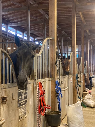 The image shows the interior of a barn, with two horses visible in their stalls. The barn has a wooden structure, with visible beams and slats. The first horse, in the lower part of the image, is black and is looking directly at the camera. The second horse, positioned further back, is brown. There are various pieces of horse equipment hanging on the stall dividers, including bridles, harnesses, and a blue halter. A black bucket is also present. A sign with the name "ГРОЗА" and some Russian text is attached to one of the stalls. The sign also includes the year "2018" and the phrase "ПОРОДА РУСКАЙ РОЗЕНСТАЙ".
Based on the information on the sign, the location is potentially near the horse ГРОЗА in Прогресс, Russia.