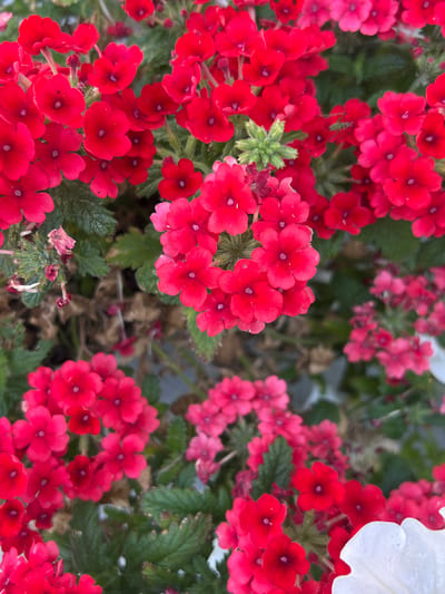 This media file is a close-up, overhead shot of a cluster of vibrant red flowers, likely verbena. The flowers are in various stages of bloom, with some clusters fully open and others just beginning to unfurl. Small, dark centers are visible in the open blossoms. Some of the flowers are a lighter pink hue, suggesting a variety within the same plant or a mix of plants. In the upper right corner, a large white petal from what appears to be a different type of flower, possibly a petunia, peeks into the frame. Lush green foliage is interspersed among the flowers, providing a backdrop and depth. The lighting suggests it is daytime, with natural light illuminating the scene. The overall impression is one of abundant, natural beauty, likely in a garden or floral arrangement. There is no visible text in the image.