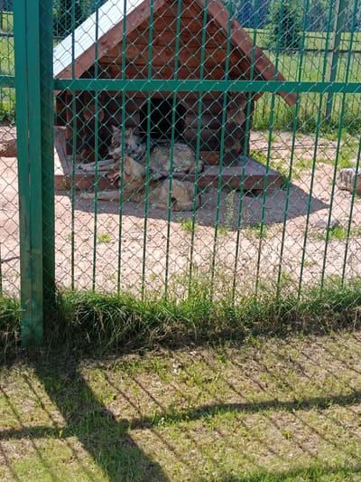 The image depicts an outdoor enclosure with a wooden doghouse, viewed through a green metal fence. Inside the enclosure, two wolves are visible. One wolf is lying down and looking towards the viewer with its mouth slightly open. The other wolf is partially obscured but appears to be lying down as well. The ground of the enclosure is sandy with some scattered rocks and patches of dry grass. The doghouse is made of logs and has a wooden roof. Behind the enclosure, trees and foliage are visible, suggesting a natural or park-like setting. The fence casts shadows on the ground in the foreground. The lighting indicates it is daytime. The location is specified as Мяжанскі сельскі Савет, Belarus.