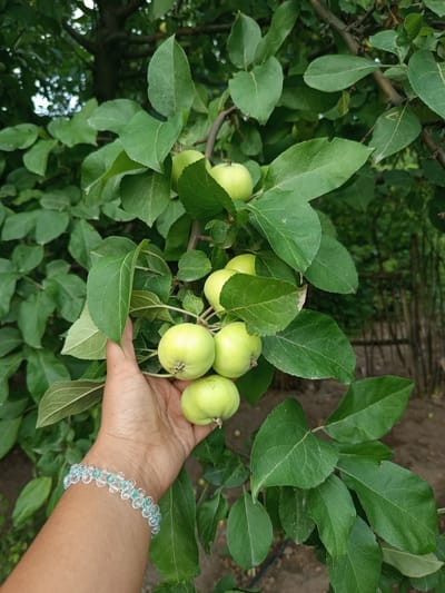 An individual's left arm and hand, adorned with a light blue and clear beaded bracelet, reach out towards a cluster of unripe green apples hanging from a tree branch. The apples, varying in size, are surrounded by lush green foliage. The background reveals a blurred natural setting with a wooden fence visible in the distance. The image was captured in Poltavka, Kyrgyzstan.