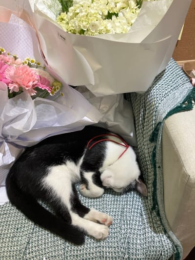 A black and white tuxedo cat is depicted sleeping, curled on its side, atop a green and white patterned woven fabric surface, consistent with upholstery or a throw, in Ngũ Hành Sơn Ward, Vietnam. Its face is partially obscured by its white paws, and a thin red string rests around its head. Surrounding the cat are two floral bouquets wrapped in white paper. The bouquet on the left features pink carnations, pink gerbera daisies, and small white daisy-like flowers. The bouquet on the right contains white hydrangeas, with a visible "Happy Bloss" label on its white wrapping. A beige upholstered surface and dark green fringe are also visible, indicating an indoor setting.