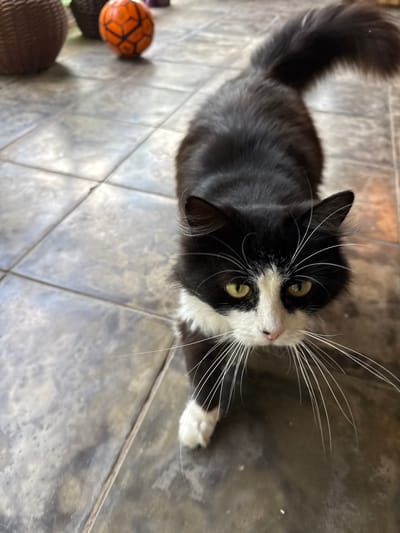 A black and white cat with long fur and green eyes is the primary subject of this image, which appears to be taken outdoors on a tiled patio. The cat is walking towards the camera, with its head tilted slightly. In the background, out of focus, are several decorative balls, one of which is orange with black markings, resembling a soccer ball. The tiled floor exhibits a grayish-brown color with visible grout lines. The overall lighting suggests it is daytime. There is no indication of the location being Nizhne-Chufichevo, Russia, or any specific urban environment.