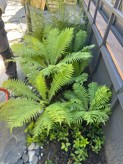 The image depicts a lush fern garden situated in the city of Лапино Град Кп, Russia. The garden is enclosed by a modern retaining wall and features a variety of ferns with vibrant green fronds, some of which are illuminated by direct sunlight. In the foreground, a person's legs, clad in dark work pants with green trim, are visible near a red garden tool. Surrounding the ferns is a border of smooth, grey river stones and darker, larger flagstones. The background reveals a contemporary outdoor seating area with wooden planks and metal framing, suggesting a well-maintained urban landscape. The overall scene conveys a sense of natural beauty integrated into a modern urban setting.