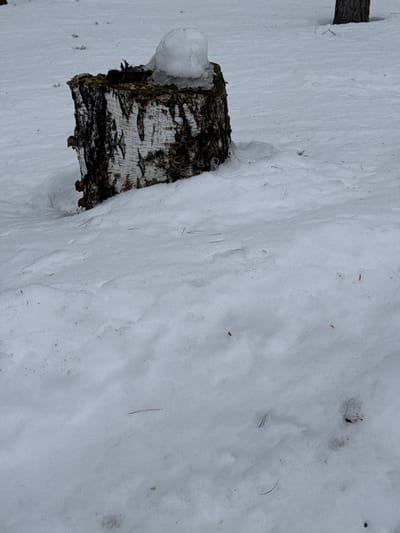 The image displays an outdoor winter scene, presumed to be located in Mishkino, Russia. The central subject is a tree stump, approximately 30-40 cm in height, characterized by its white bark with prominent dark fissures, consistent with a birch tree. A substantial, irregular accumulation of snow and ice rests on the cut surface of the stump, within which some dark organic debris is visible. The base of the stump is partially obscured by the surrounding snow. The ground is entirely covered in a layer of white snow, exhibiting varied textures from smooth to granular, with subtle undulations across the surface. Scattered sparingly on the snow are isolated pieces of natural debris, including pine needles and small dark fragments. In the upper right background, a segment of a darker tree trunk rises vertically from the snow, indicating additional trees in the environment. The scene is illuminated by diffused light, suggesting an overcast sky. No individuals or animals are present, and no specific actions or interactions are depicted beyond natural environmental processes.