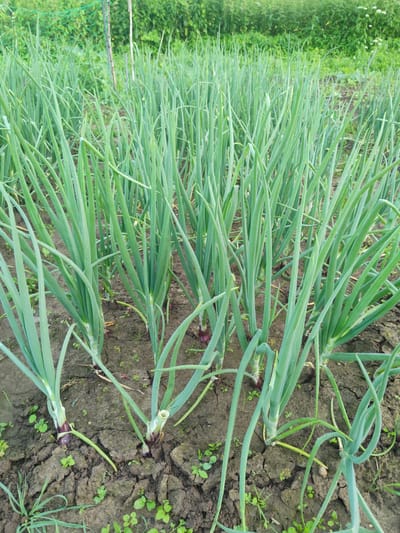 The image shows a field of green onions in Talitsa, Russia. The onions are planted in rows in dark, cracked soil. The plants are tall and slender with long, green leaves. Some of the onions at the base are beginning to form bulbs, with purple hues visible. Small green weeds are scattered throughout the soil. In the background, there is a blurred green area, possibly indicating more vegetation or trees, and a green net stretched between two poles. The scene appears to be outdoors during daylight, with no clear indication of the specific time of day or weather conditions, though the presence of dew drops on some leaves suggests it might be morning or after rain. There is no visible text in the image. The overall impression is of a cultivated agricultural landscape.