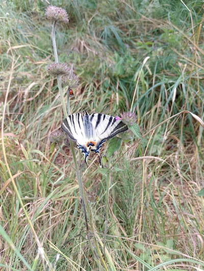 An overhead, medium-range, natural light shot captures a close-up of a butterfly resting on a plant with two flower heads. The butterfly is white with black stripes on its wings. The plant has a fuzzy, light brown flower head, with a smaller, similar flower head beneath it. A single red ladybug is also visible on the stem of the plant. The background consists of dry grass and green foliage. The scene is located in Balyko-Shchuchynka, Ukraine.