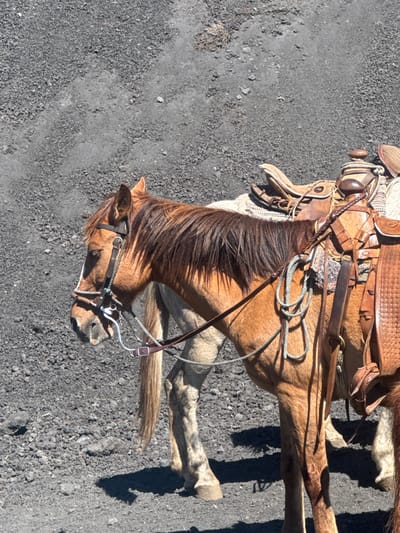 Captured from above, a brown horse stands saddled and bridled on a rough, dark gray surface. The horse’s mane is dark brown and thick, contrasting with its lighter body. The saddle, a detailed Western-style design, appears well-worn. Sunlight creates sharp shadows, adding depth to the texture of the ground and emphasizing the horse’s musculature. The animal is angled towards the lower left of the frame, with its head almost touching the surface.