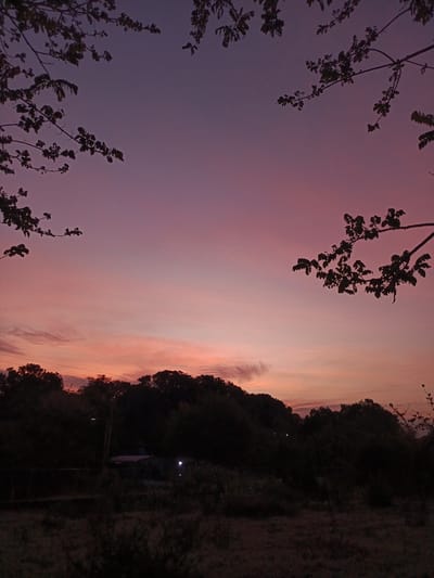 This media file captures a serene twilight or sunset scene in Monagas, Venezuela, dominated by a vibrant sky and silhouetted vegetation. The upper two-thirds of the image showcase a dramatic sky, transitioning from a deep indigo and dark purple at the top to warm pinks and oranges near the horizon. Subtle wisps of clouds are visible, particularly in the lower, warmer sections of the sky.

Dark, silhouetted tree branches with leaves frame the sky from the upper corners and sides, creating a natural vignette effect. Below the horizon line, the landscape is almost entirely in shadow, revealing dense forms of trees and shrubs, indicative of a forested or overgrown area.

In the mid-ground, hints of human presence are visible: a faint light source, possibly a distant streetlight or a light from a structure, appears slightly to the left of the center. Further to the right, a brighter, smaller light source suggests another building or artificial illumination. The very bottom of the image shows a darker, textured ground, likely covered in dry grass or low-lying vegetation.

The time of day is clearly sunset or dusk, characterized by the low light and the rich, fading colors of the sky. There is no discernible activity or people in the image. The overall mood conveyed is one of peaceful natural beauty at the end of the day. No text is visible in the image.