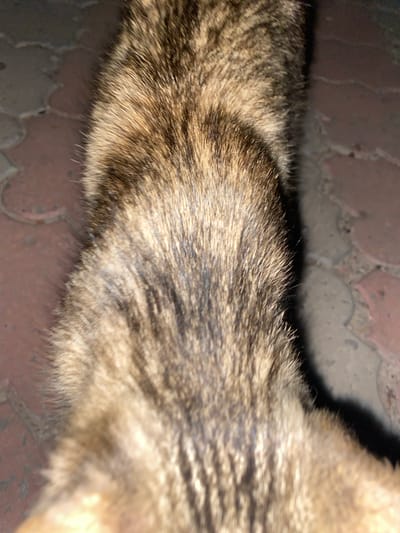 The image shows a close-up of animal fur, appearing to be that of a cat or dog, with distinct brown and black stripes. The fur is soft and textured, with individual hairs visible. The background consists of reddish-brown paving stones, likely a sidewalk or patio, with visible grout lines. Some of the stones are lighter in color, possibly due to wear or differing material. The lighting suggests an outdoor setting, possibly at dusk or night, as indicated by shadows and the overall dim illumination. The scene is static and focuses solely on the texture and pattern of the animal's fur against the urban ground. There are no people, actions, or interactions depicted in the image. The image does not provide any specific information that would link it to the city of Antratsyt, Ukraine, or any other location.