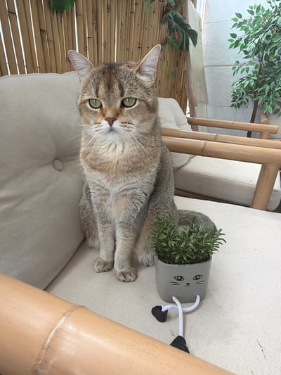 A golden-brown tabby cat with green eyes sits upright on a beige outdoor cushion in Harish, Israel. The cat faces directly forward with a composed expression, its front paws visible. To the cat's right, a small grey rectangular planter, featuring a cartoon cat face design, holds a miniature artificial green plant with small leaves. This planter has two white rope-like legs with black shoe-shaped ends that extend off the cushion. The immediate background shows a bamboo slat wall, beige cushioned outdoor furniture with bamboo armrests or frames, and a larger artificial plant with green leaves positioned against a light-colored wall further back.