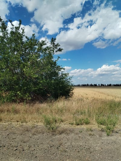 The image depicts a landscape scene in Bilousivka, Ukraine. The foreground is a rough, gravelly ground, transitioning into dry, golden grass and scrub. To the left, a large, leafy green tree dominates the mid-ground, its branches spreading wide. Beyond the vegetation, a vast field of ripe, golden wheat stretches towards the horizon. A line of dark trees forms a silhouette against the sky along the distant edge of the wheat field. The sky above is a vibrant blue, filled with fluffy white cumulus clouds, suggesting fair weather. The lighting indicates it is daytime, likely late morning or early afternoon, with bright sunlight casting a natural light on the scene. There are no people or identifiable objects other than the natural elements of the landscape. The overall impression is one of rural tranquility and the abundance of nature, possibly during harvest season. No text is visible in the image.