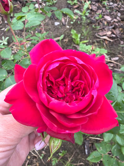 A close-up shot captures a vibrant, fully bloomed red rose being held by a person's hand. The rose's petals are intricately layered, revealing a deep pink hue towards the center. The hand, with light skin and a pale pink manicure, gently supports the base of the rose. In the background, green rose leaves are visible, some with water droplets, suggesting recent rain. The ground is covered with dark soil, scattered leaves, and small plants, indicative of a garden setting. A rosebud is also present, partially visible near the bottom of the frame. The overall scene is serene and focuses on the beauty of the flower. The image was taken in Vaskelovo, Russia.