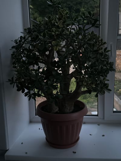 A jade plant in a brown plastic pot sits on a white windowsill in an interior space, likely a home. Through the window, a blurred view of greenery and what appears to be a brick structure is visible. The lighting suggests it is either early morning or late evening. Scattered on the windowsill are a few small, dark debris fragments. The overall scene is still and quiet. The location is specified as Voronezhskoye-2, Russia.