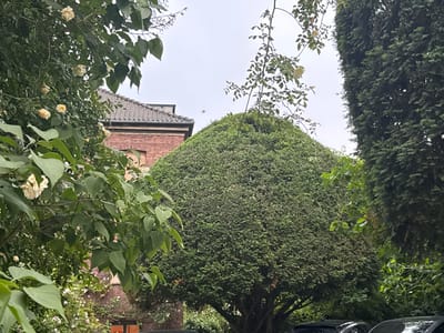 This is an outdoor medium shot image of a garden scene with a large, rounded hedge in the center. A tall evergreen tree is to the right of the hedge, and to the left, there are branches of a tree with light-colored flowers and green leaves. Behind the hedge and flowers, a portion of a red brick building with a grey tiled roof is visible. The sky is overcast. The image appears to be taken in the city of Frederiksberg, Denmark, given the architectural style of the building and common garden landscaping. There are no people visible in the image.