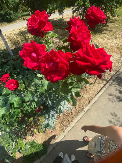 The image shows a close-up view of several vibrant red roses blooming in a garden. The roses are in various stages of bloom, with some fully open and others still forming. Lush green leaves surround the flowers, and the ground beneath is covered with dry grass and soil.
In the background, a paved walkway with a concrete curb is visible, suggesting an outdoor setting like a park or residential area. The sunlight indicates it is daytime, likely a warm and sunny day, casting distinct shadows on the ground.
To the right of the roses, a person is partially visible, wearing a leopard-print outfit and sandals. Their arm is extended, and their hand is casting a shadow on the pavement. The presence of the person suggests this is a candid shot taken by someone present at the scene.
The overall impression is of a beautiful natural scene enhanced by the striking color of the roses, set against a backdrop of everyday life. The location context provided is Akhtyrskiy, Russia. There is no visible text in the image.