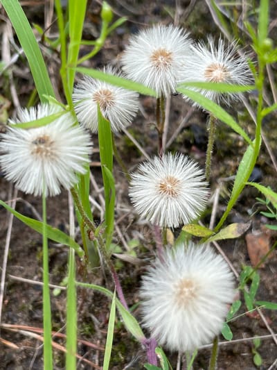 The image displays a close-up view of several dandelion seed heads and green grass. The dandelion seed heads are white and fluffy, with some brown in the center. They are scattered among the blades of grass, which are various shades of green. The background is out of focus, showing a mix of dark soil and some dry leaves and twigs. The lighting appears to be natural daylight, casting a soft glow on the scene. The overall impression is one of a natural outdoor setting, possibly a field or a garden, in Solov'evka, Russia. There are no people or animals visible in the image.