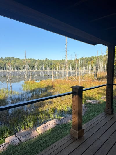 The image displays a panoramic view of a natural wetland environment, observed from a wooden outdoor structure. The scene is located in Otego, United States.
In the immediate foreground, a dark brown wooden deck floor with horizontal planks is visible on the right, extending partially across the bottom. A modern railing system occupies the lower mid-section, consisting of a dark, rectangular top rail, two square wooden posts (one prominent on the left, one partially visible on the right), and multiple thin, dark horizontal tension wires stretched between them. Below the railing, green grass grows on a small bank, interspersed with large, light-colored rocks. The underside of a dark wooden overhang or roof structure is visible across the top of the image.
The midground features a calm body of water, likely a swamp or pond, reflecting the clear blue sky. Numerous slender, grey-white dead tree trunks (snags) stand upright throughout the water and surrounding marshland, some retaining small, bare branches. Patches of green and reddish-brown marsh grasses and other vegetation are visible growing within the water and on the immediate banks.
In the background, a dense treeline of living trees is present. These include dark green coniferous trees and deciduous trees exhibiting green and subtle autumnal hues. Above the treeline, a vast, clear, cloudless blue sky dominates the upper portion of the image.
The scene is illuminated by bright, natural sunlight, indicated by strong reflections on the water and distinct shadows cast by the railing and deck posts, suggesting morning or late afternoon conditions. No individuals or specific activities are visible within the frame.