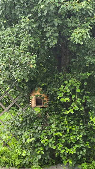 A small, rustic wooden birdhouse is affixed to the trunk of a large tree with abundant green leaves. The birdhouse has a rectangular opening and is constructed from horizontal logs. The tree is surrounded by dense foliage, and to the left, a weathered wooden lattice fence is visible. The scene appears to be outdoors in a natural or garden setting. The location is in the village of Malaya Belonosova, Russia.
