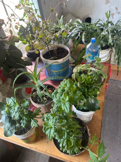 A collection of potted plants sits on a wooden table in what appears to be a room with an unfinished or deteriorating wall. The plants vary in size and species, including succulents like aloe vera, leafy green plants, and trailing vines. Some pots are repurposed plastic containers, while others are ceramic. A partially filled plastic bottle of water stands among the plants. The lighting suggests it is daytime, with natural light entering from an unseen source, possibly a window. The overall impression is one of a domestic or personal space where plants are being cultivated, possibly in an area with limited resources or undergoing renovation, given the state of the wall. The location is identified as Ozernyi rural district, Kazakhstan.